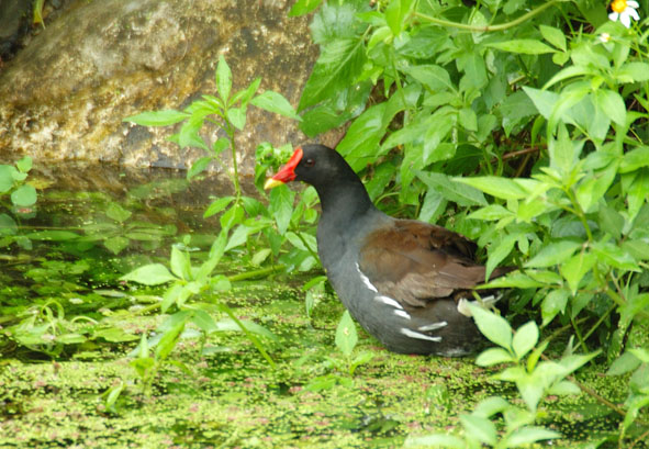 紅冠水雞學名 Gallinula chloropus，秧雞科，別名：水鴐令、過塘雞，台灣普遍留鳥，體長約33公分左右，嘴為紅色，額部有紅色斑塊，尾部下方、協下有白色斑塊，全身為黑褐色，腳步為黃綠­色，身形同一般家雞，足長，腳趾前三後一，腳趾間雖無蹼，卻是游泳高手。 紅冠水雞平常活動於魚塭、水田、水邊草地，亦見於農耕地稻田間。